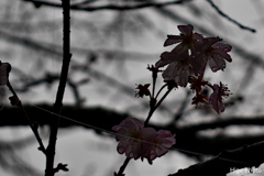 濡れる寒桜