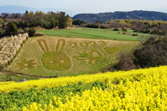 干支はうさぎ