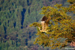飛び出します！