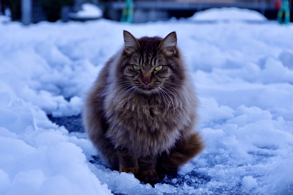 雪とニャンコ