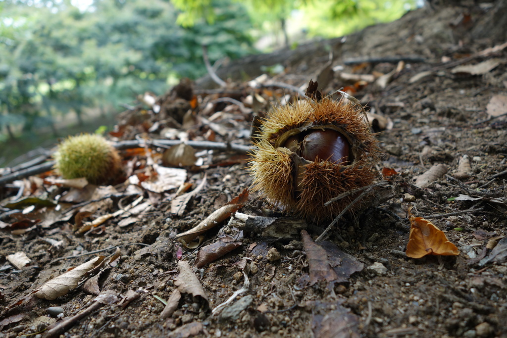 小布施PAで栗見つけた