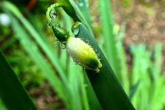 露・蕾