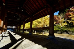 回廊と銀杏の黄色