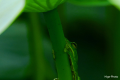 蛙探しにドはまり