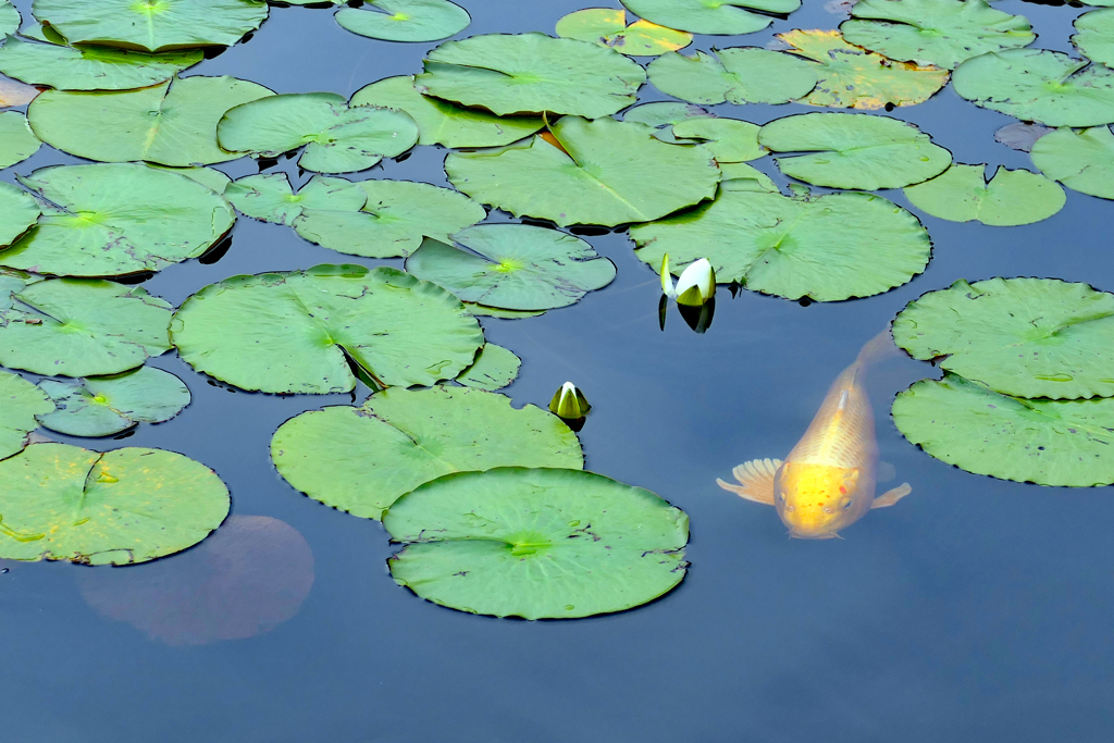 花が閉じてて残念