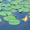 花が閉じてて残念