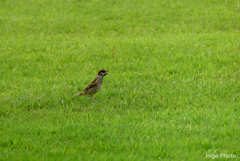 田舎の雀は瘦せぎみ