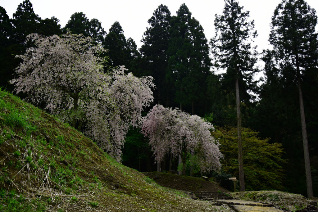 朝倉のしだれ桜