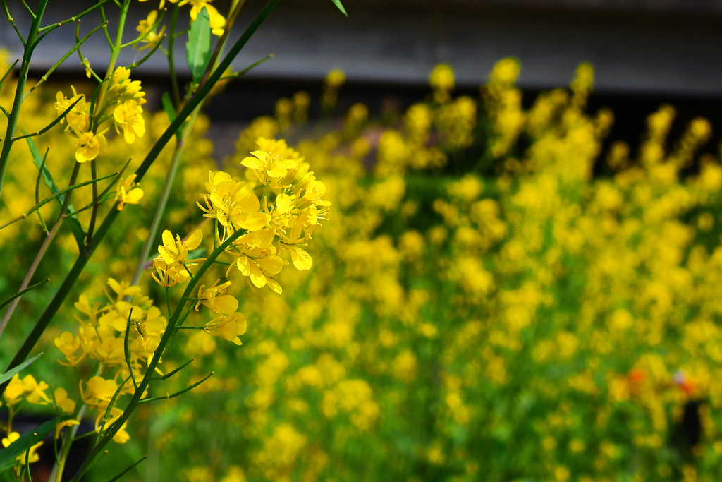 河原は菜の花