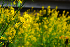 河原は菜の花