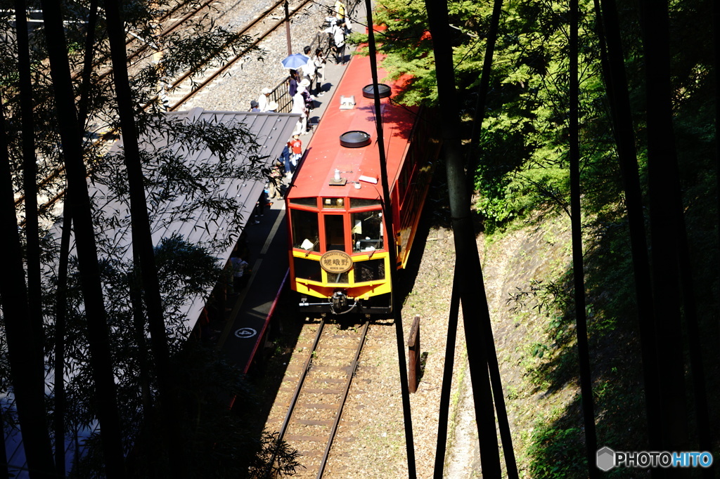 嵐山、竹林