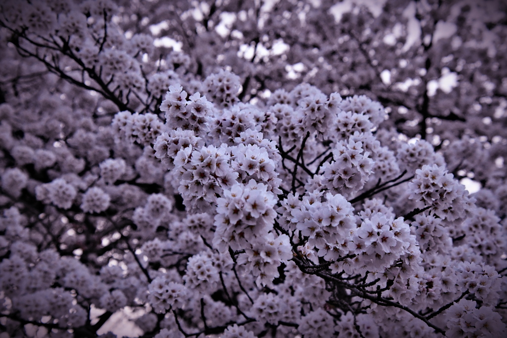 今年もありがとう！桜