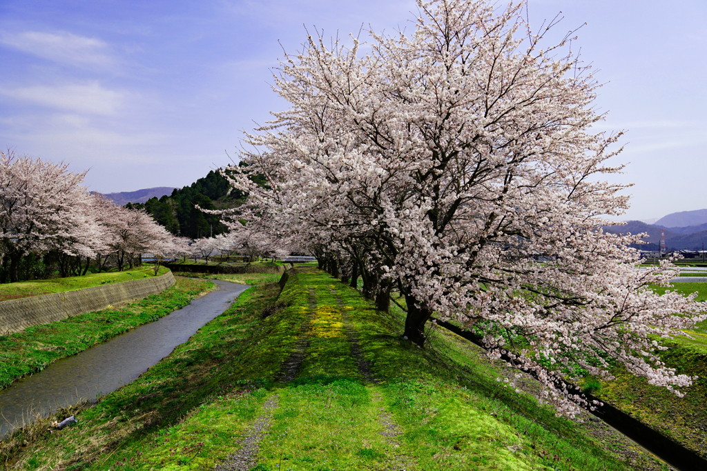 桜の土手道