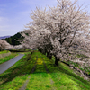 桜の土手道
