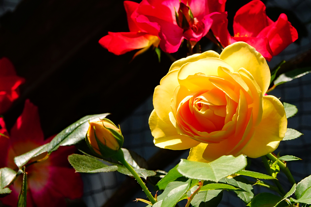 薔薇
