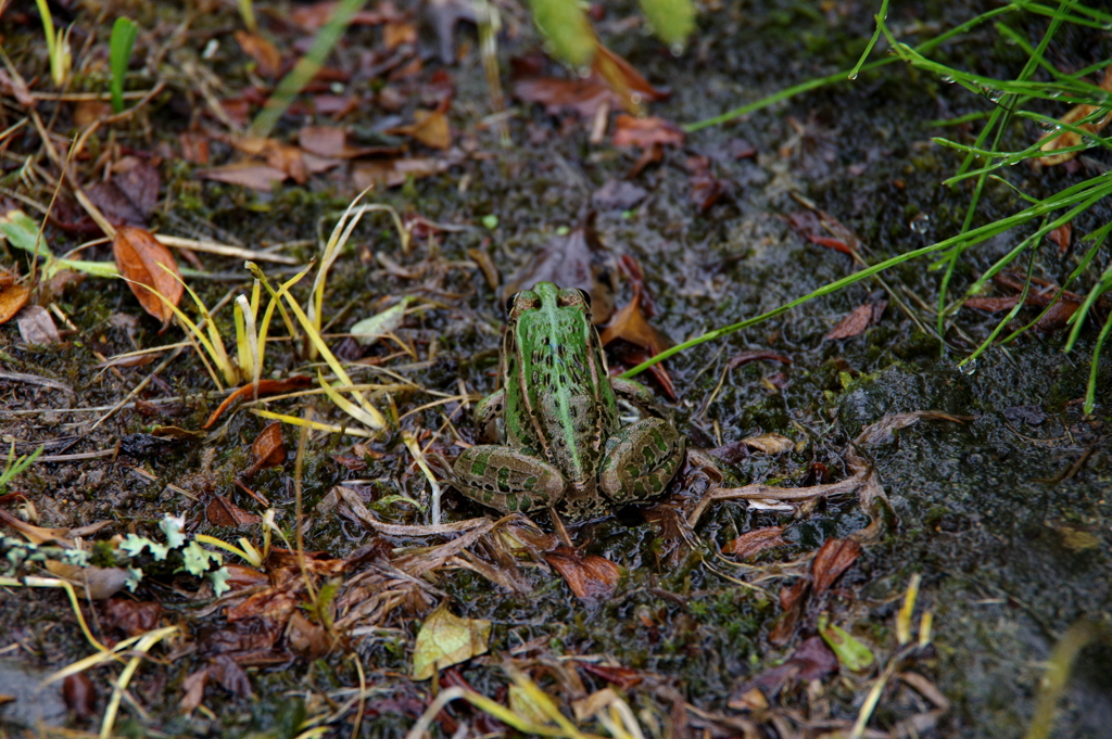 雨の訪問者