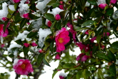 山茶花に雪