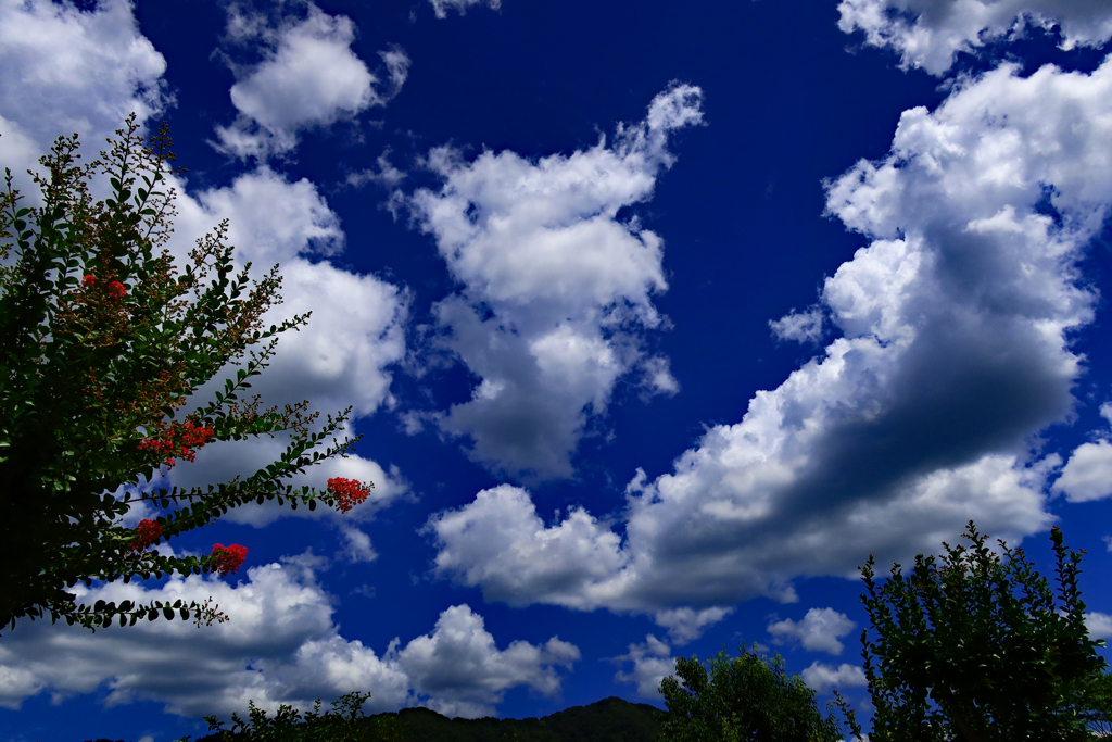 百日紅と空