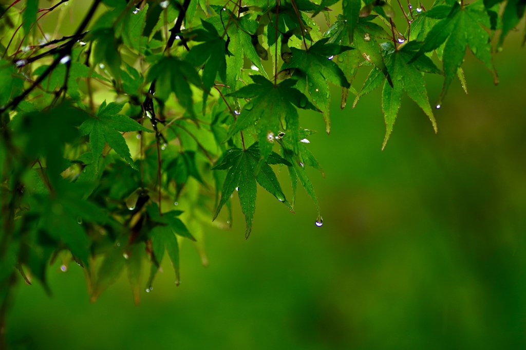 恵の雨