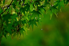 恵の雨