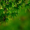 恵の雨