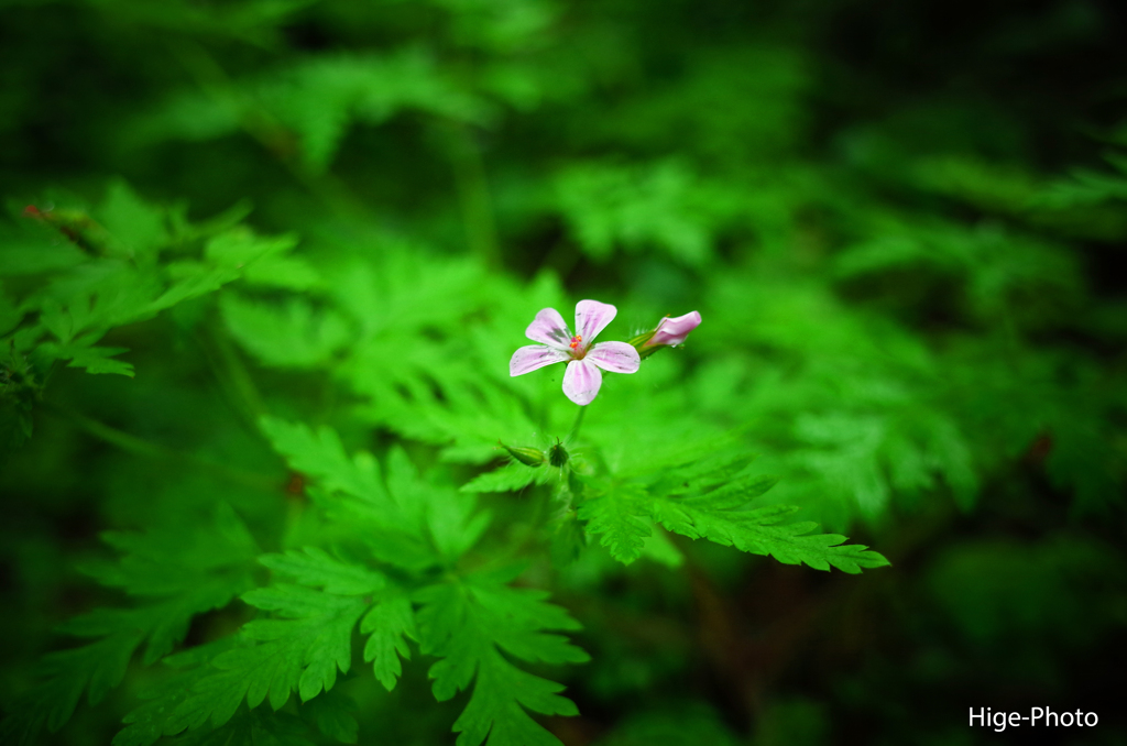小さい花
