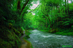 緑の清流
