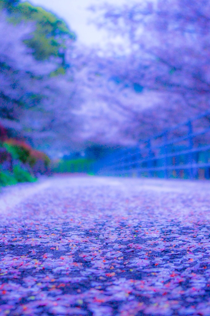 天地桜