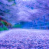 天地桜
