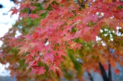 autumn colours