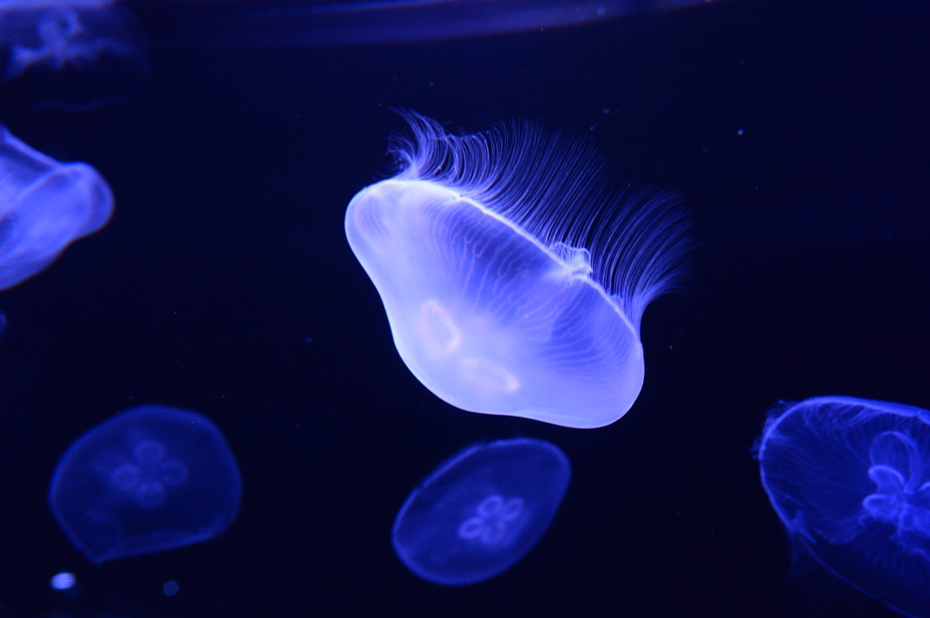 Jellyfish