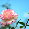 秋薔薇