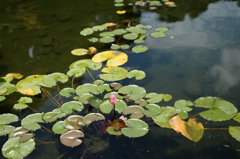 lotus