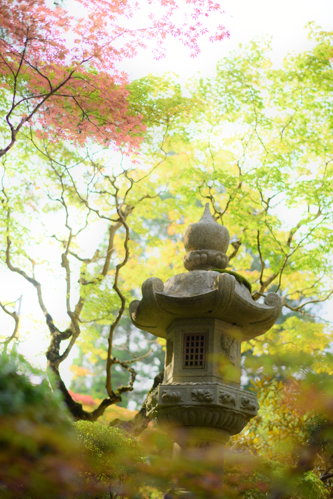 夏の紅葉