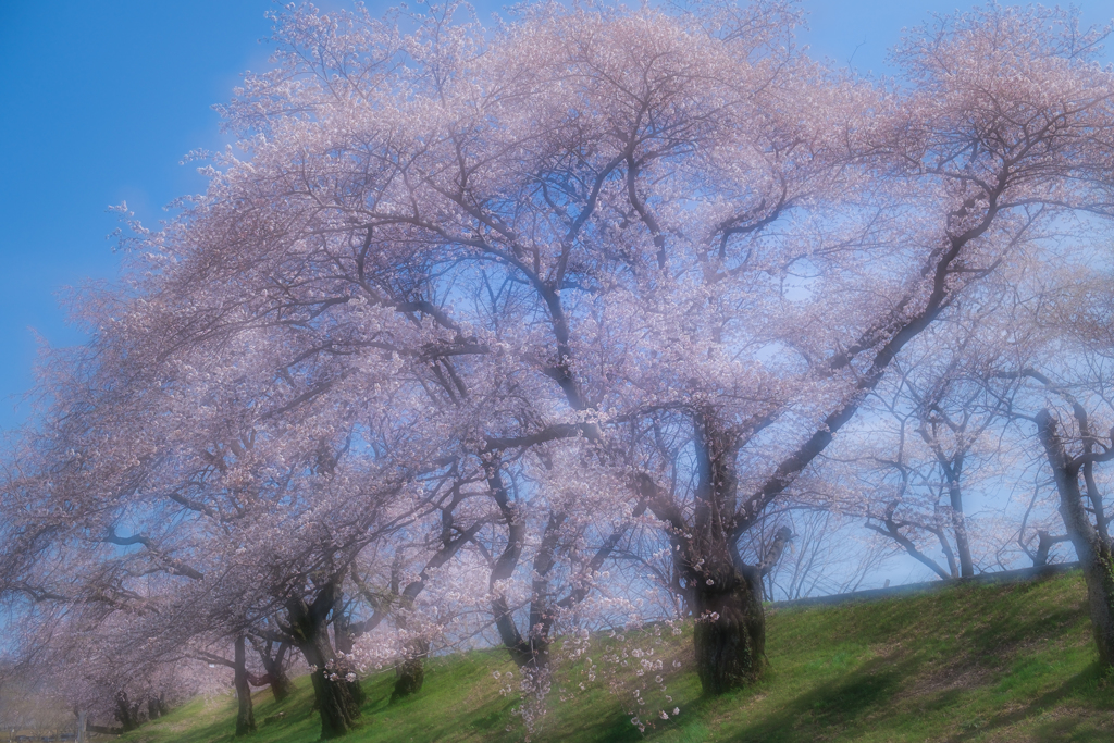 桜色舞うころ