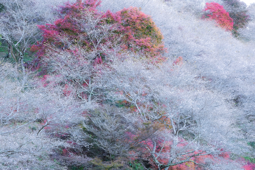 桜舞う