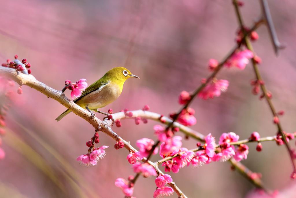 ウメジロー君の休息