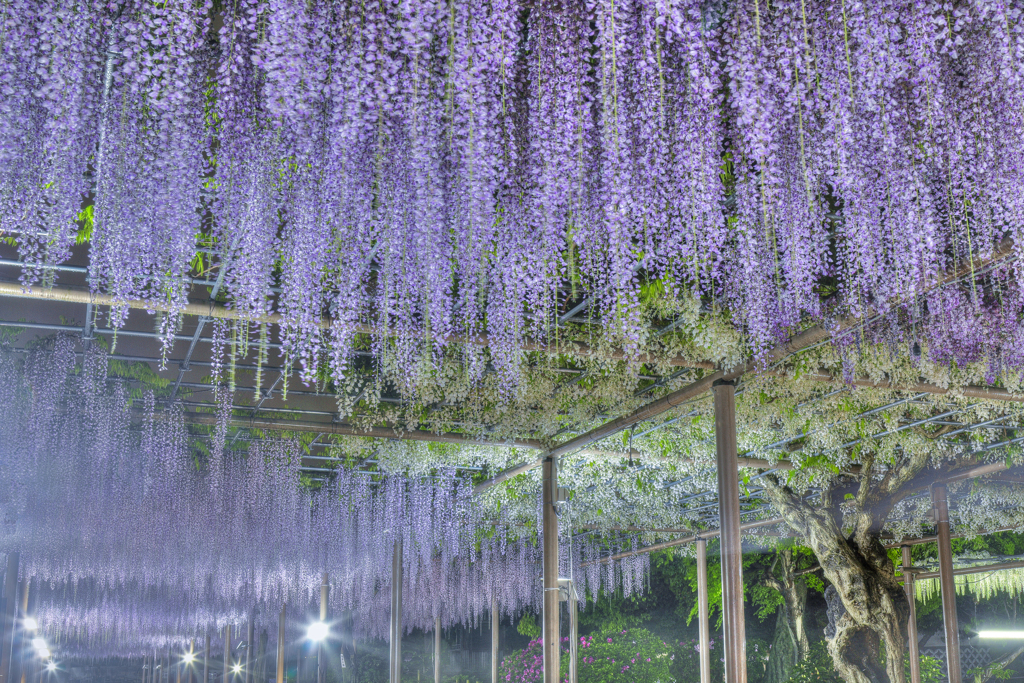 春の香り