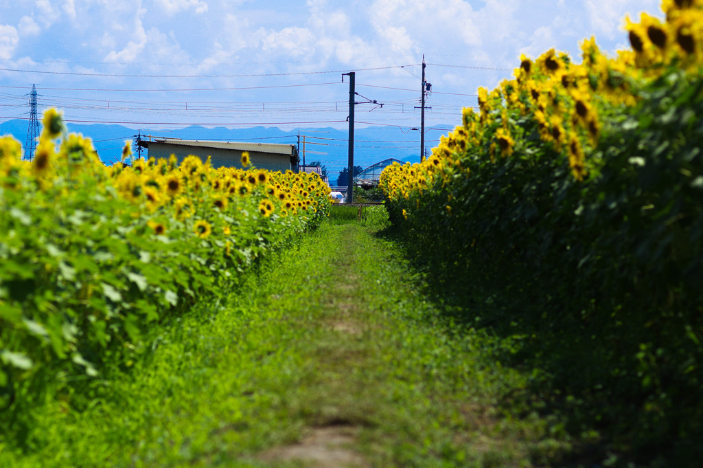 夏の通り道