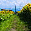 夏の通り道