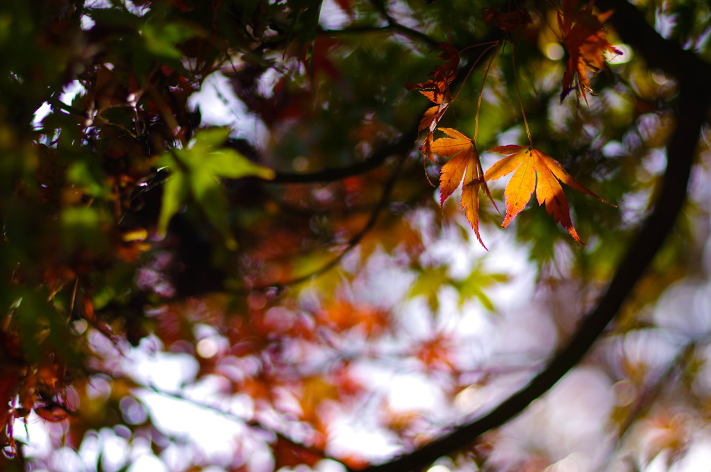 紅葉へ、光を浴びて