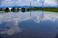 田んぼと空