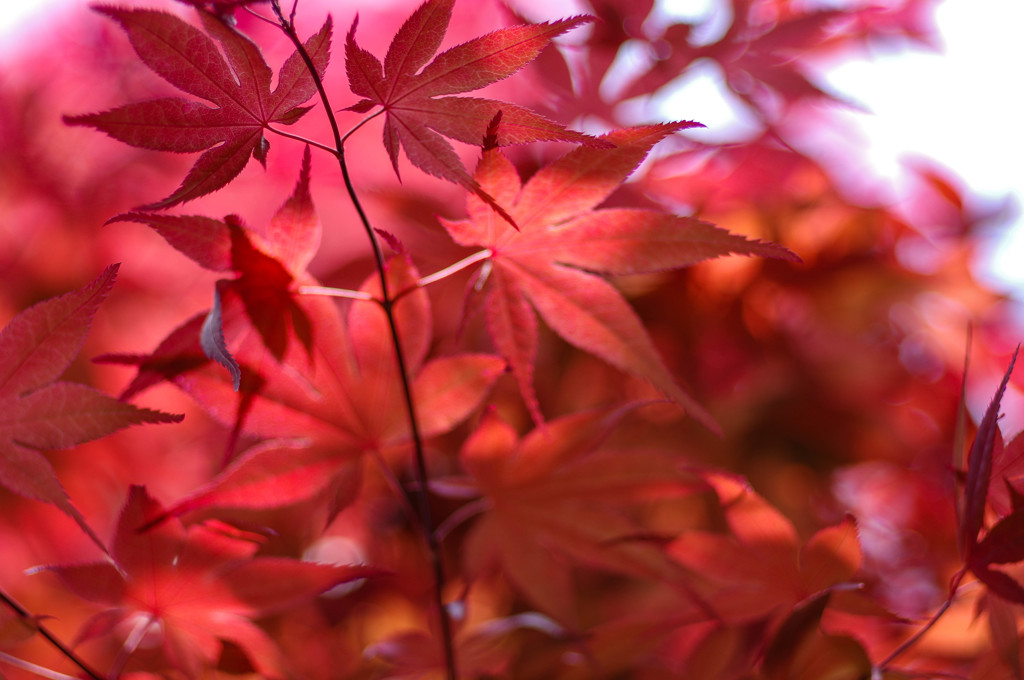 flower and leef #３
