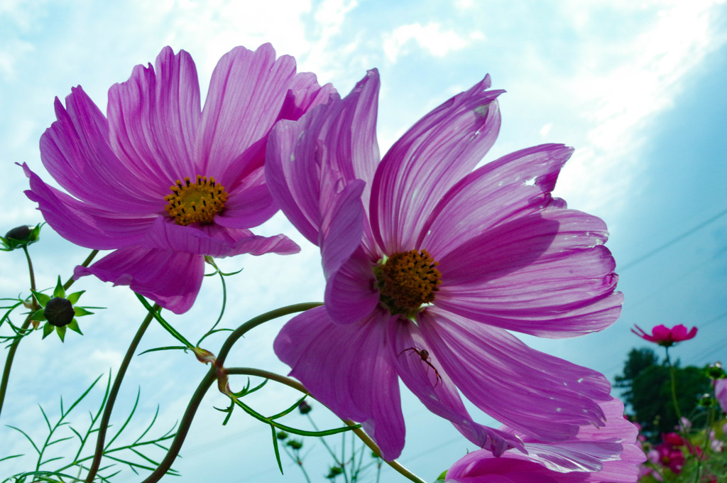 花びらを帆のように広げて