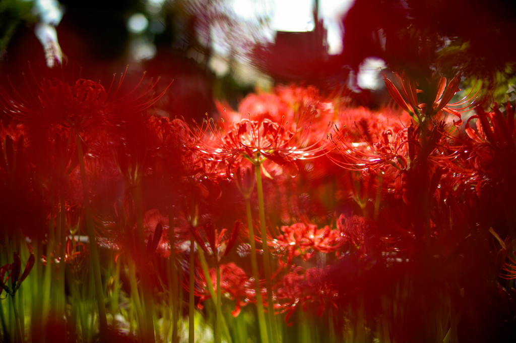 Cluster amaryllis