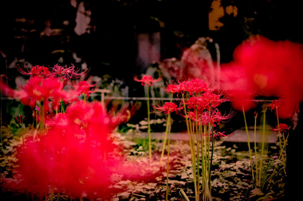 Cluster amaryllis