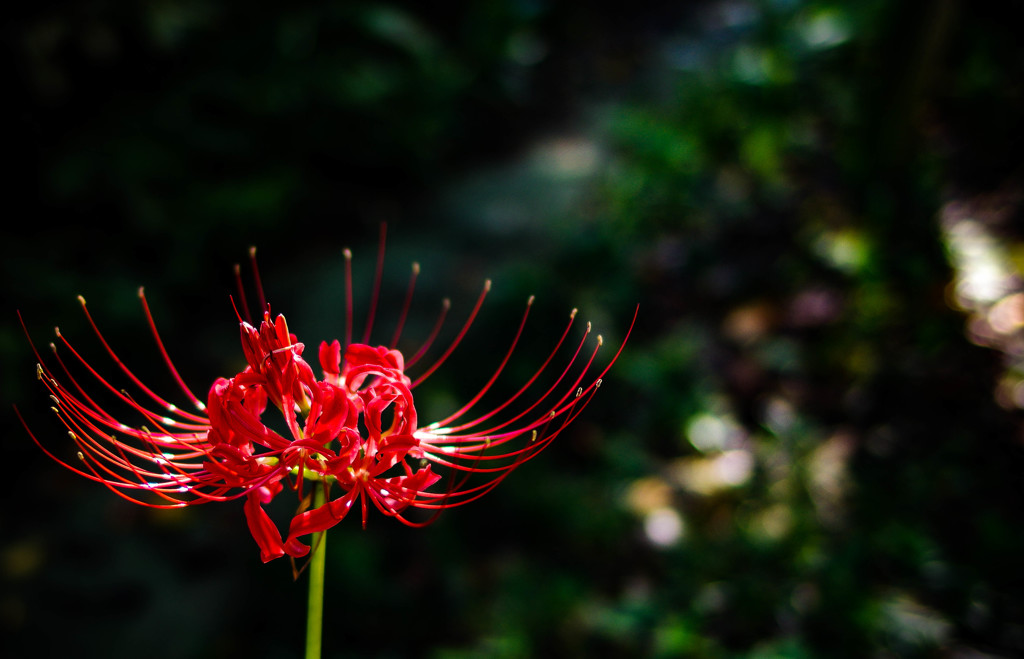 Cluster amaryllis