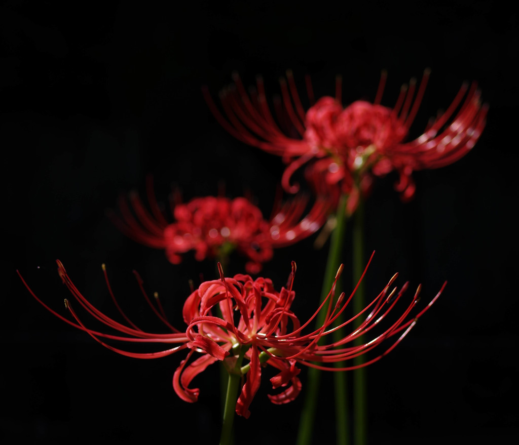 Cluster amaryllis