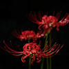 Cluster amaryllis