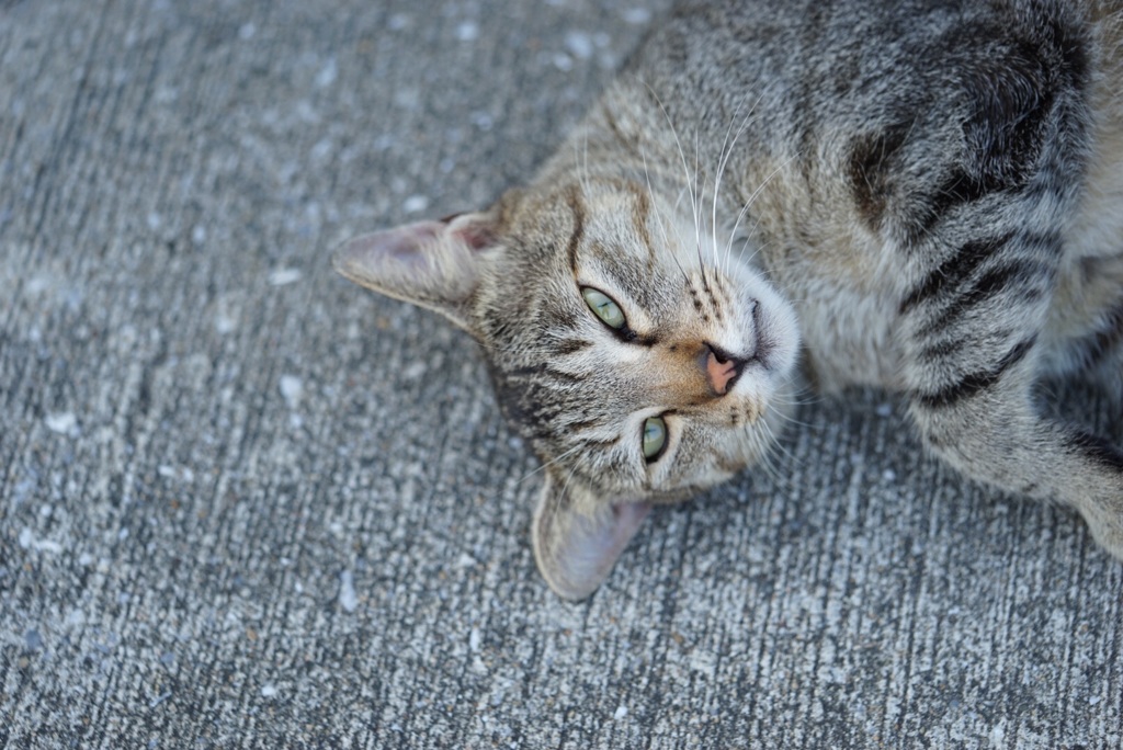 ねこ